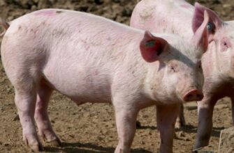 Можно ли кормить свиней хлебом?