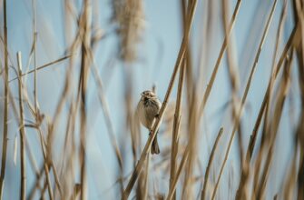 В Петропавловске косят камыш во избежание пожаров
