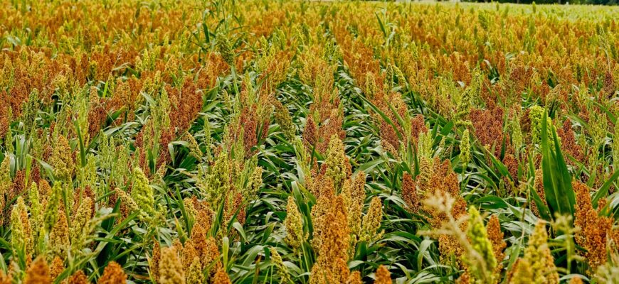 В СКО назвали причины низкой урожайности кормовых культур