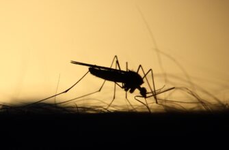 На борьбу с личинками и комарами в Уральске направили 101 миллион