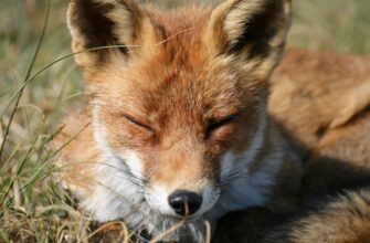 В Алматинской области чабанов обвиняют в отравлении волков и лис
