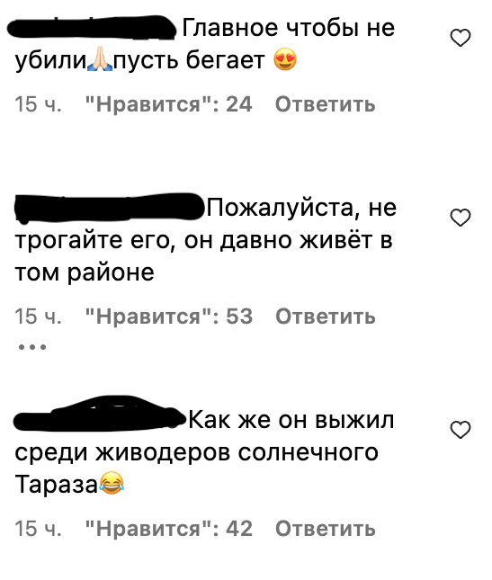 В Таразе по улицам разгуливал краснокнижный зверь