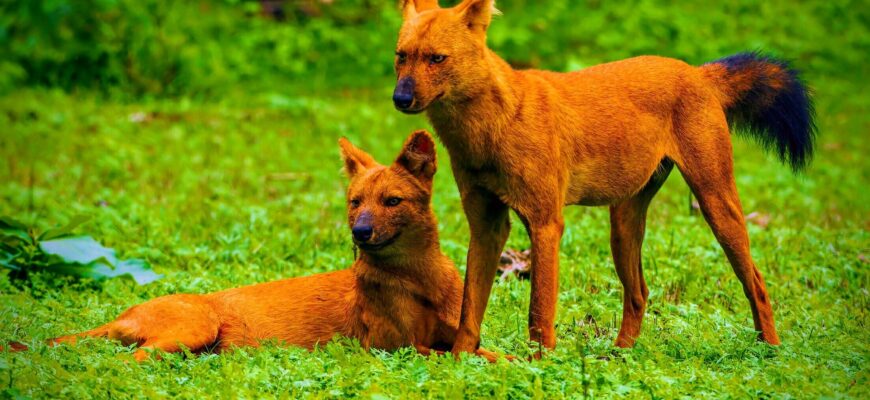 У красных волков в Шымкентском зоопарке родилась Ракша