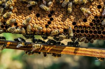 Пчеловоды в СКО задумали открыть племенную пасеку на землях пионерлагеря