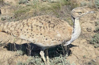 В Жетысуской области выпустили на волю 720 птенцов краснокнижных дроф-красоток