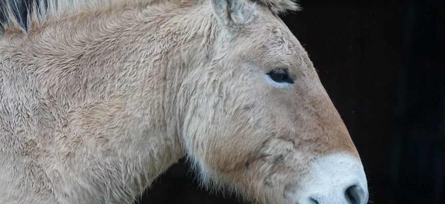 В РК из Чехии привезут исчезающих лошадей Пржевальского