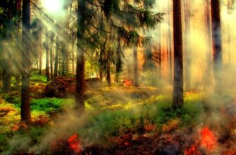 В Абайской области горит лес на 3000 гектарах