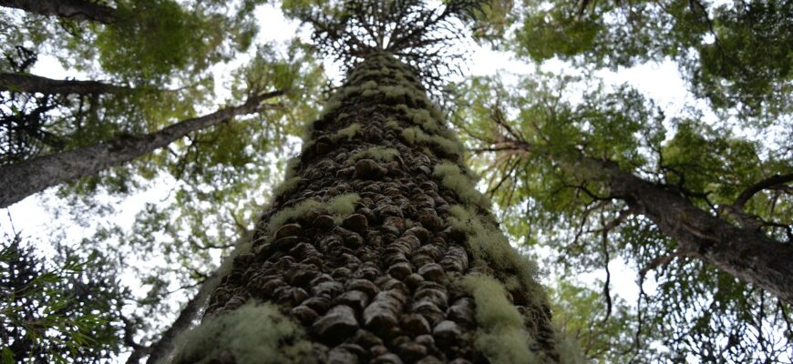 Испанцы посадили первый в мире вертикальный лес