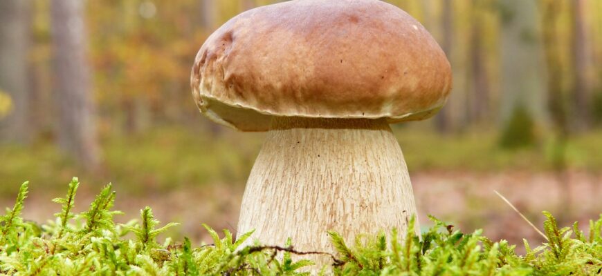 ТОП-10 самых вкусных грибов Казахстана