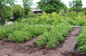 Атыраусцам выписывают штрафы за полив огородов