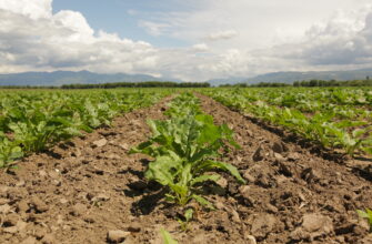 Жетысуская область продаст 36 тысяч тонн сахара в другие области РК