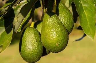 10 ведущих стран-производителей авокадо в мире