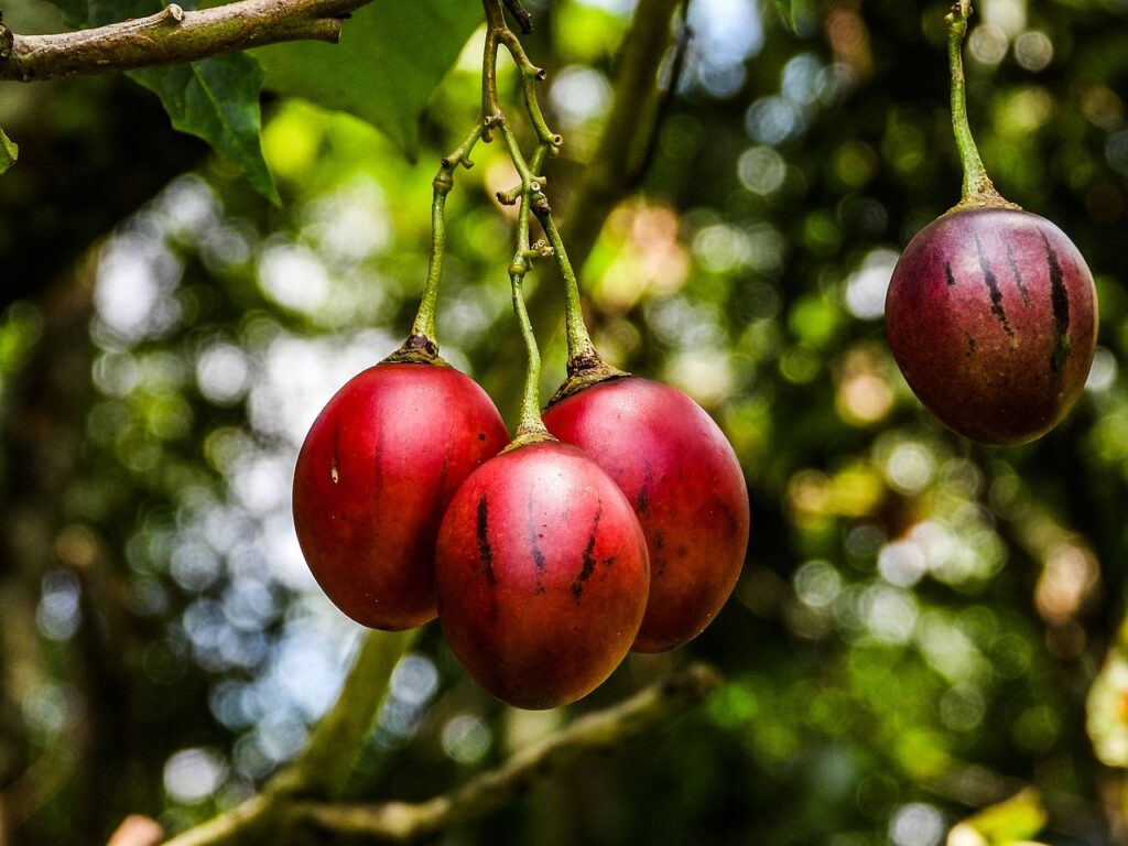 18 удивительных экзотических сухофруктов: открытие вкуса и пользы для здоровья