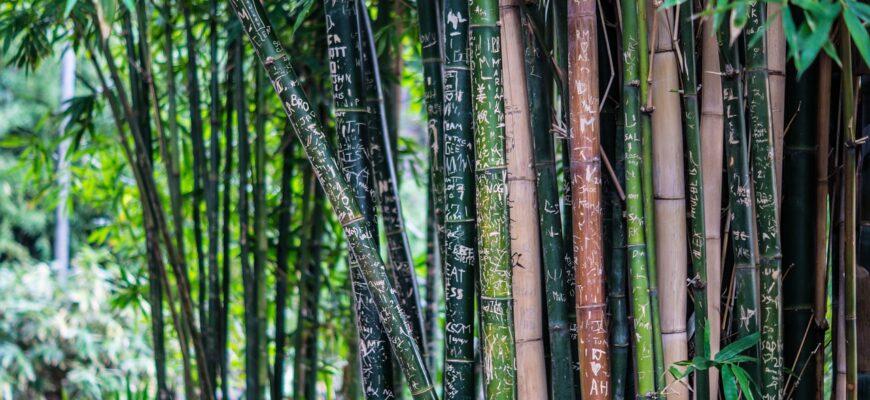 ТОП-10 стран с гигантскими плантациями бамбука в мире