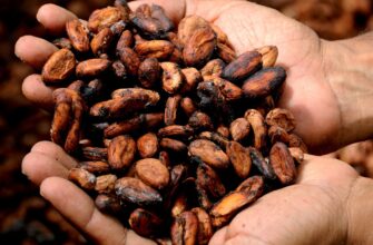 ТОП-10 мировых производителей какао-бобов