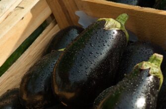 ТОП-10 ведущих стран-производителей баклажанов в мире