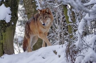 В Каркаралинске застрелили напавшего на людей и загрызшего скот волка